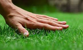 They are designed to fertilize the lawn, kill the weeds and stimulate the beneficial microbial this is a complete guide to common lawn care diseases that attack lawns. Lawn Care Maintenance In El Paso Tx Clearfield Lawn Care