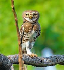 Image result for Rhynchotropis marginata