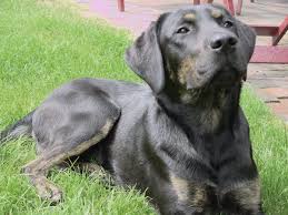 Black And Tan Lab Mix Puppy Black And Tan Brindle Lab Come And Visit Us At Https Dogsmakemesmile Org Working Dogs Breeds Puppies Dog Cat