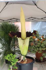 Corpse Flower Blooms On Csulb Campus California State University Long Beach