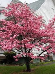It should be planted where its branches will not interfere. Pin On Gardening
