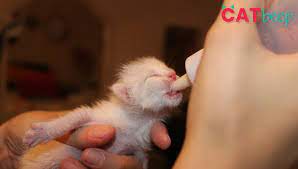 How often should a kitten eat? What Does A 4 Week Old Kitten Eat Cat Beep