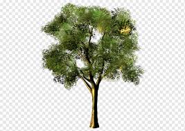To create the illusion of a clump, up to seven trees can be planted in the one hole or a young tree can be staked out prostrate on the ground when young. Gum Trees Png Images Pngwing