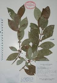 Image result for Cassipourea