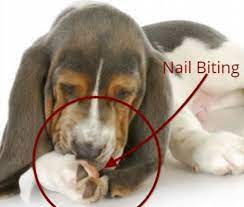 Dog Biting And Pulling Nails Causes Prevention Dogsforest Com