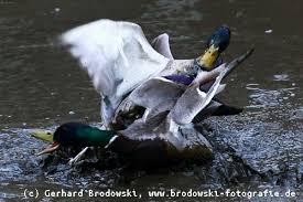 Ich habe da mal eine frage:darf man eigentlich stockenten halten,denn ich hatte mal welche im iran(im urlaub).wenn ja,was wildente brütet im garten!!!: Die Stockente Steckbrief Brutzeit Feinde Bilder Brutzeit Referat