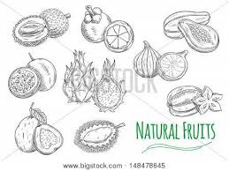 Exotic Tropical Vector Photo Free Trial Bigstock The 4 key factors for pencil drawing in a realistic style: exotic tropical vector photo free