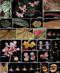 Image result for Begonia poculifera