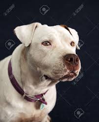Gibt es eventuell noch wichtige punkte die ich beachten muss, wenn ich mir einen pitbull mischling anschaffe? Leiter Schuss Von Einem Weissen Pitbull Mischling Taub Und Blind Hund Lizenzfreie Fotos Bilder Und Stock Fotografie Image 22033150