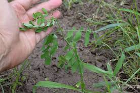 Image result for Phyllanthus loandensis