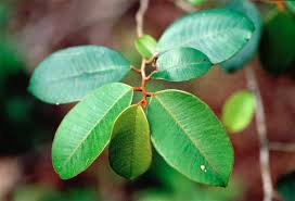 Image result for Sapotaceae