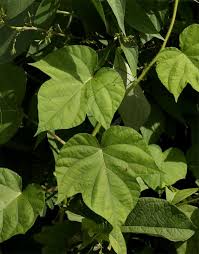 Image result for Ipomoea dichroa