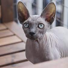 Some of the very first documentation of humans and cats together date back to ancient egypt when cats were also their guardians. Sphynx Cat Quiz Trivia Questions And Answers Free Online Printable Quiz Without Registration Download Pdf Multiple Choice Questions Mcq