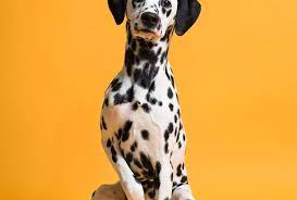 Li family and pet photo. Pet Portraits On Marmalade Seamless Paper Savage Universal