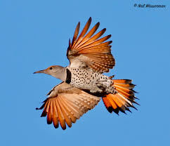 Northern Flicker, topside and underside, beautiful either way.