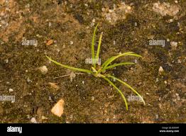 Image result for Isoetes schweinfurthii