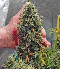 G13 haze cannabis strain is a sativa dominant hybrid. G13 Haze Barney S Farm Cannabis Samen Zu Verkaufen Herbies Seeds