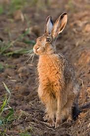 Hasen Shooting Forum Fur Naturfotografen Tiere Hund Saugetiere Bauernhof Tiere
