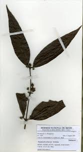 Image result for Polysphaeria