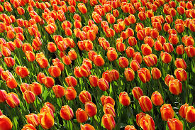 The blanket flower is a lovely plant that produces red, yellow, and orange blooms for most of summer and fall. Royalty Free Photo Orange Petaled Flowers With Water Dew During Daytime Pickpik
