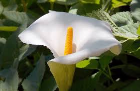 Check spelling or type a new query. Hypoallergenic Houseplants Best Worst Plants For Allergies