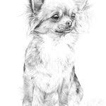 Chihuahua Hunde Begleithund Hunderassen