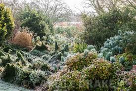 Frosted Border In The Winter Garden Includes Nandina Domestica Wood S Dwarf Euonymus Fortunei Minimus Euphorbias And Garry Winter Garden Euphorbia Garden