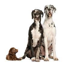 Two Great Danes Sitting And Looking Away Great Dane Puppy Dane Puppies Great Dane Dogs