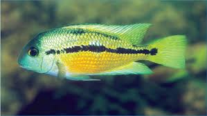 Image result for Hyparrhenia niariensis