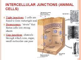 Animal cells and intercellular junctions. Chapter 6 A Tour Of The Cell You