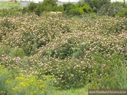 Image result for Lantana rugosa
