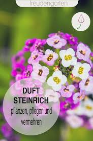 Duftsteinrich Saen Pflanzen Pflegen Und Vermehren Pflanzen Duftsteinrich Blumenbeet Anlegen