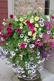 Pretty Planters 20 Of Them Container Flowers Petunia Planter Summer Planter