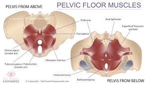 Image result for Pelvic Floor Dysfunction
