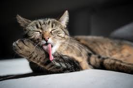 Domestic cats, no matter their breed, are all members of one species. The Race To Deliver The Hypoallergenic Cat