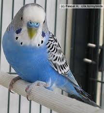 Male parakeets also have a larger physical structure and are stronger than female parakeets. A Normal Colored Blue Male Parakeet Cute Birds Fancy Parakeet Parakeet