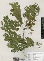 Image result for Albizia zimmermannii