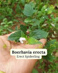 Image result for Boerhavia erecta