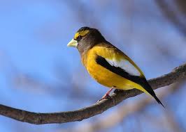 Midwest Birds With Yellow Feathers Evening Grosbeak Bird Watchers House Sparrow Bird