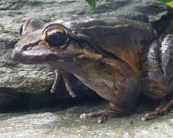 Sapo-Gigante-das-Antilhas