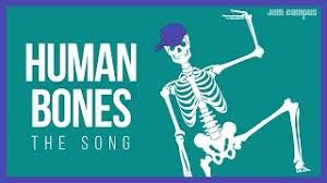 Welcome to lumen's master muscle list see what happens when you have no muscles! The Human Bones Song Science Music Video Youtube