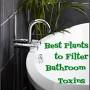 Air purifying plants for bathroom from momfoodie.com