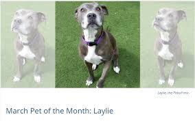 We adopt to many other cities and counties. San Luis Obispo County Division Of Animal Services Slo County Pet Of The Month Laylie Is In Search Of A Hospice Home Https Www Slocounty Ca Gov Departments Health Agency Animal Services News Pet Of The Month 2020 Pets Of The Month March Pet Of The