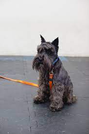Puppy board and train bay area. Board Train Bay Area Family K 9