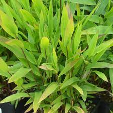 Check spelling or type a new query. Chasmanthium Latifolium Little Tickler And Many Other Plants Like It Are Available At Art S Nursery Nursery Art Warm Season Grass Plants