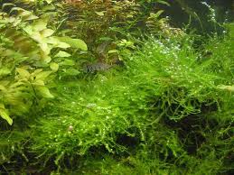 Image result for Rotala fontinalis