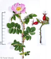 Image result for Cissus rubiginosa