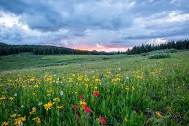 Grasslands are found in africa, north america, central asia, south america, and near the coasts of australia. Top 16 Grassland Facts Animals Plants Climate More Facts Net