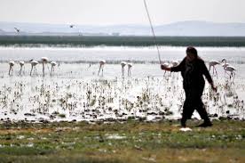 Eber Golu Ndeki Pelikan Ve Flamingolar Ziyaretcilerini Bekliyor Afyonkarahisar In Bolvadin Ilcesi Sinirlarindaki Eber Hayvanlar