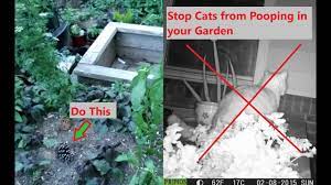 Maybe you would like to learn more about one of these? How To Stop Cats Pooping In Garden Beds Using This Simple Natural Flower Youtube